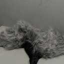 fun shack Mens Medieval Costume Warrior Cape Cloak Halloween Costumes for Men - One Size 