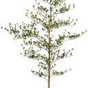 Artificial Black Olive Tree 7ft - Shady Lady UV Resistant Faux Olive Trees Indoor Outdoor Decor - Modern Aesthetic Tall Fake Plants with Pot for Home Office Living Room Patio Floor, VN140