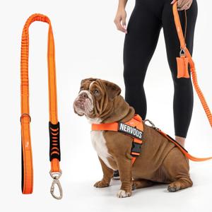 DF Co. Bungee Dog Leash | Strain Free & Shock Resistant for Control | Neoprene Padded Handle, Heavy-Duty Carabiner Clip, and D-Ring | Hi-Vis Orange, Size Regular