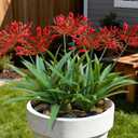 8 Bundles Artificial Flowers Plants for Outdoor Planters | 18.9 in Red Large Fake Flowers | Spring Summer Look Real Plasic Faux Plant for Front Porch Pathway Garden Patio (Red)