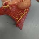 Human Laryngeal Anatomy Model, Including Tongue, Teeth, Thyroid and Laryngeal Structure Research Models, Suitable for Medical Education, Training and Research