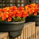2 x 6 Bundles Silk Geraniums Artificial Flowers for Outdoors, UV Resistant Faux Plants Realistic for Garden Patio Porch Window Box Home Indoor Outdoor Decor (6, Orange-Yellow)