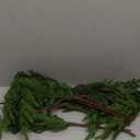 HIKISS 8 Pcs 24 Inch Realism Artisan-Crafted Norfolk Pine Branch - Artificial Christmas Greenery Stems with Lifelike Color Faux Cedar Pine Picks for Garland Wreaths Vases & DIY Indoor/Outdoor Dcor