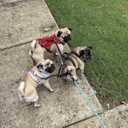 3 x Triple 3 Way Dog Leash Extender Couple No Pull Tangle Free Elastic Trio Bungee Cord Stretchy Heavy Duty Nylon Lead for Small Puppy Pups Muti Dogs Walking Training