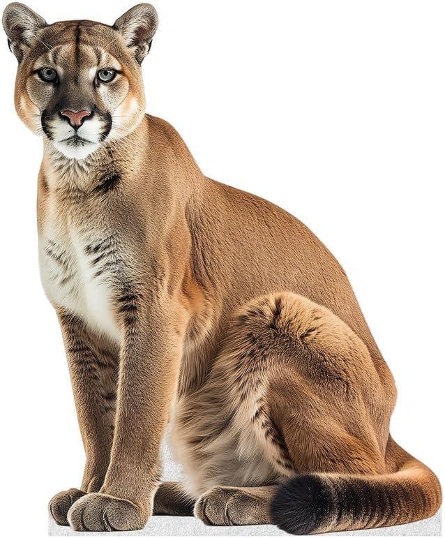 Cougar - Life Size Cardboard Cutout Standup People with Support Standee | Animals -