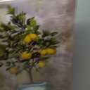 Conipit Lemon Wall Art Canvas Lemon Tree Pictures Citrus Fruit Artwork Vertical Painting Vintage Botanical Prints Kitchen Living Room Bedroom Decor Framed 24"x36"