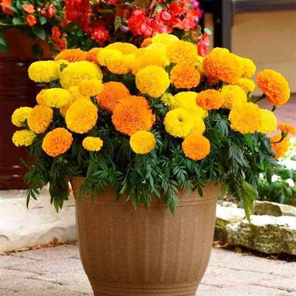 2 x Seeds Marigolds Sugar Mix Tagetes Annual Flowers for Planting