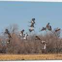 Cranes taking off from a Field Canvas Wall Art Decor Paintings Pictures for Bedroom Wall Decor Above Bed Living Room Wall Decoration Bathroom Office Artwork (30"x20", Mulit9)