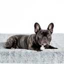 Fluffy Orthopedic Dog Beds for Puppy/Cats with Washable Removable Cover Dog Crate Bed Egg Crate Foam Support Plush Pet Pad Mat with Anti-Slip Bottom(Grey,24 * 16)