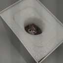 Crystal Bird Figurines Kingfishers Glass Birds on A Branch, Paperweight Collectible Figurines Glass Animals Kingfishers Valentines for Women Home Decor (Pink)