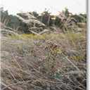 Stupell Industries Countryside Meadow Blooming Reeds Tall Grass Buds, Design by Donnie Quillen, 16 x 20 (16L" x 1.5W")
