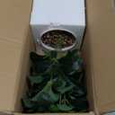 Artificial Potted Plant Leaves, 16.9" Artificial Shrubs Plants Arrangements Fake Eucalyptus Leaves with Vase Faux Greenery Leaf for Home Garden Table Centrepieces Indoor Dcor