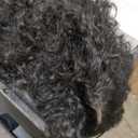 Wig Female MediumCurly Hair Explosion Head high Temperature Silk Small Curly Hair African Fake Source Wholesale Curly Wig