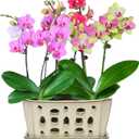 W&W Orchid Pot with Holes and Saucer for Repotting and Better Grow, Cream White, 9.7 Inches
