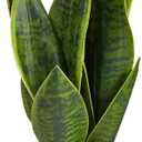 Nearly Natural 16-in Artificial Snake Plant Sansevieria, Faux Snake Plant for Indoor Home Decor in White Decorative Planter, Fake Plant for Desktop or Table Top