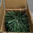 24 Inch Green Pre-lit Fiber Optic Christmas Tree,Tabletop Artificial mini Xmas Tree with Gold Base Pot, Stars for Holiday Home Decorations