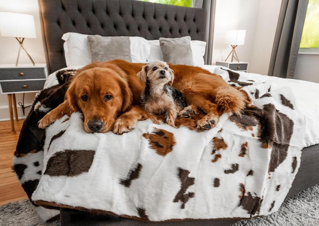 PupProtector Waterproof Throw Blanket, Brown Cowhide, 60x50 | Waterproof, machine washable — protects couches, beds & car seats