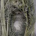 Thiccywoov 12 Pcs Spring White Cosmos Artificial Flower 23.6'' Realistic Touch Silk Fake Cosmos Wildflower Calliopsis Flower Arrangements Faux Bouquets Decor for Wedding Bridal Shower Table Home Party