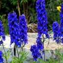 9 x 70+ Seeds Delphinium - Flower Blue