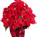 Nearly Natural 19in. Artificial Lush Poinsettia Arrangement in Red Wrapped Planter