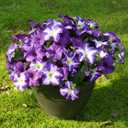 FULLMUSIC Autumn Artificial Flowers for Outdoors, UV Resistant Fake Morning Glory, Look Real Faux Silk Plants for Front Door Garden Porch Planter