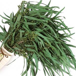 17'' Real Dried Seeded Eucalyptus Stems for Shower, Preserved Natural Eucalyptus Leaves with Seeds, Preserved Greenery Branches for Arrangement, Wedding, Office, Farmhouse, Home Decor(5oz)