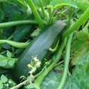 8 x 30+ Seeds Zucchini Sungreen - Vegetable Green