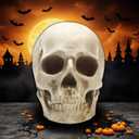 SOACH Resin Skull, 1:1 Human Skull, Human Head Model for Home Decoration, Halloween Statue, Bone Model, Model Anatomical Medical Skeleton, Jaw is Movable (White)