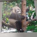 3 x 2026 Panada Wall Calendar | 12" x 24" Open | Animal Photography Thick & Sturdy Paper for Organizing & Planning | Office Kitchen Decor or Gift | Pacific Waters Press (Pandas)