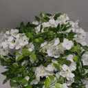 10 Pcs 60cm Wisteria Hanging Flowers, Artificial Wisteria Hanging Flowers for Wedding Decoration, Vines for Bedroom Home Wall Decor (White)