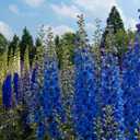 9 x 70+ Seeds Delphinium - Flower Blue