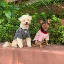 YQYS Pet T-Shirts Thick Striped Cotton Tee Shirt for Small Dogs and Cats Puppy Clothes Apparel Clothing for Teacup Chihuahua Yorkie Poodle Red White Small