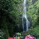 Posterazzi Hawaii Maui Wailua Waterfall And Rainforest Bougainvillea In Foreground B1605 Poster Print, (24 x 38)