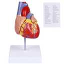 breesky Scientific Human Heart Model 2-Part Life Size Human Heart Replica Color Printed Held Together with Magnets & Mounted Display Base