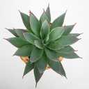 Briful Succulents Plants Artificial for Home Decor, Realistic Potted Fake Agave Plant in Wicker Basket, Cute Aloe Maguey Faux Plant, Shelf Tables Decor, Modern Farmhouse Home Decorations