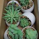 Der Rose Set of 6 Succulents Plants Artificial in Pots Small Fake Plants for Bedroom Aesthetic Living Room Shelf Bathroom Decor Office Desk Accessories (Green)