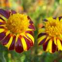 6 x 100+ Seeds French Marigolds Mr. Majestic - Flower Brown