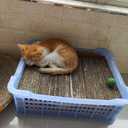 3 x Cardboard Cutter for Cat Scratchers,DIY Cardboard Cutting Tool, Handheld Cardboard Cutting Tools for Making Cat Scratching Board Cat Bed (Yellow)