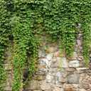 BELECO 10x8ft Fabric Green Leaves Wall Backdrop Old Stone Wall with Green Leaves Vine Spring Garden Nature Backdrop Greenery Banner Background Home Decor Wedding Birthday Photoshoot Studio Props (N5-a10666)