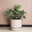 Elly Décor 8 inch Plastic Cylinder Planter Pot with Self-Watering Saucer and Drainage Hole,Lightweight & Extremely Durable, 8"x 8", Ivory