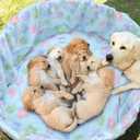 Dog Whelping Box Cover for Puppy Birth Whelping Pool Box Bed Cover