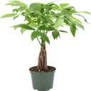 Money Tree Live Indoor Plant in 6 in. Plastic Grower Pot, Black *Sold by Amazon and Arcadia Garden Products* (6 Inch)