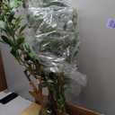 Fake Olive Tree 4FT Tall 1Pack with White Planter for Home Decor
Faux Olive Tree with Natural Olive Branches and Realistic Leaves for Living Room Office Decor
