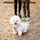 Dog Harness and Leash Set, XXS No Pull Adjustable Puppy Harness with Multifunction Pink Dog Leash and Dog Collar, Soft No Choke Escape Proof Pet Harness Vest for Small Dogs and Cats (Red, XXS) (XXS(2.2-6lb))