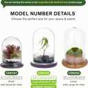 NCYP Glass Cloche Dome with Air Hole and Base, 5.9 x 5.9 x 8.2 Inches, Clear Terrarium Planter for Venus Flytrap, Small Plants, Home Indoor Tabletop Decoration (No Plants)