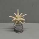 Demissle Natural Starfish Tree Topper Beach Christmas Tree Topper 6 Inch Starfish Treetop Decoration Coastal Christmas Holiday Decoration for Sea Beach Themed Xmas Home Decor
