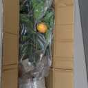 2.5FT Artificial Lemon Tree,2.5 Feet(30in) Fake Lemon Tree with Black Pot Faux Plant Indoor for Home,Decor,Office,Living Room