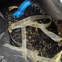Masquerade Mask for Couples Women and Men - 3 Pack Venetian Gold and Black Lace, Mardi Gras Mask