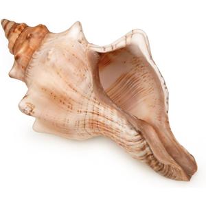 Giant Natural Conch Shell, Striped Fox Conch Seashell 6-7 inches, Large Sea Shell for Vase Filler, Air Plants, Wedding Decor Beach Theme Party