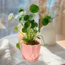 Plastic Flower Pots, 8.3/7.1/5.9/4.3 inch Nursery Plant Pot with Drainage Holes and Hole Mesh Pad and Saucers Tray for Indoor Garden Plants, Succulent, Orchid and Cactus,Pink, White